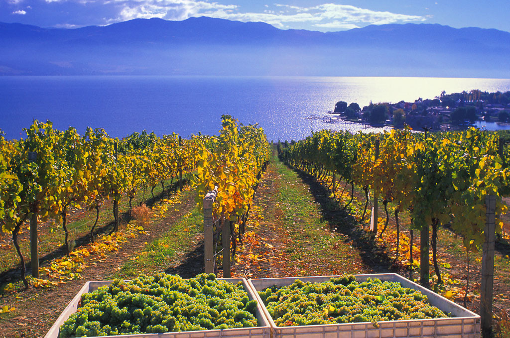 Okanagan vineyard